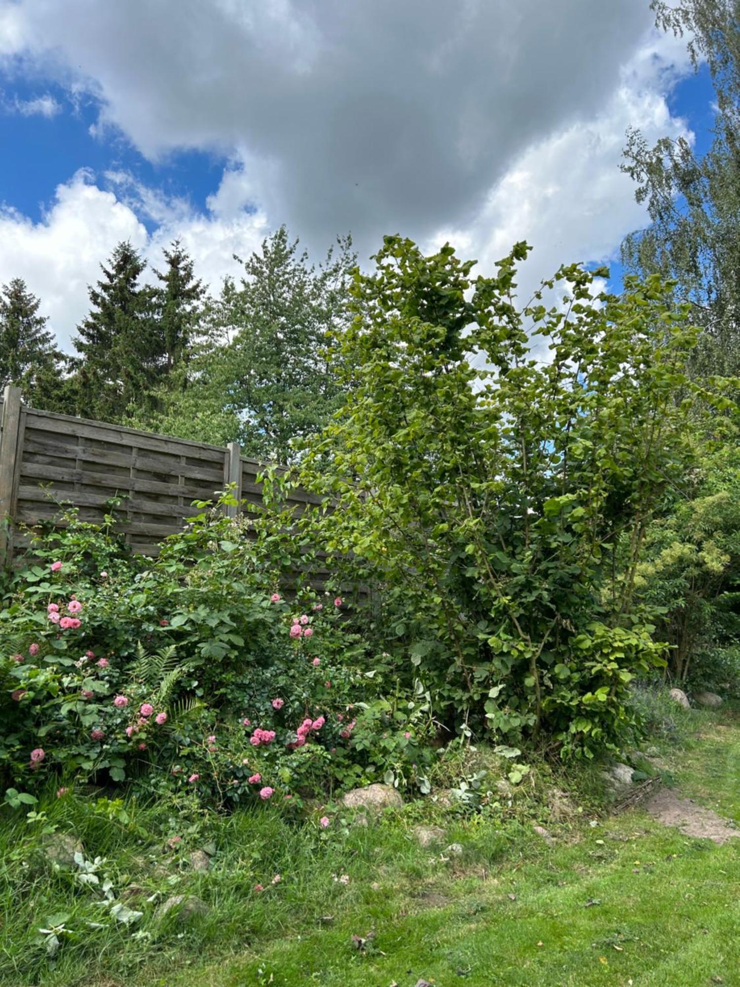 Ferienhaus Typ - Finnhuette Muhl Rosin Zewnętrze zdjęcie